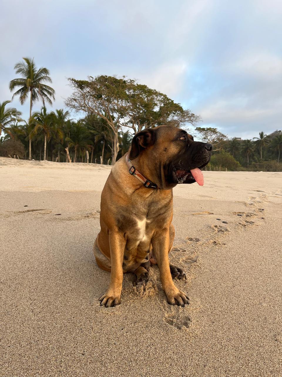 Boerboel dog